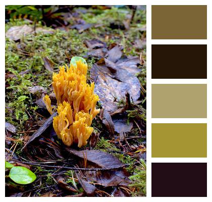 Vancouver Island Fungi Forest Image